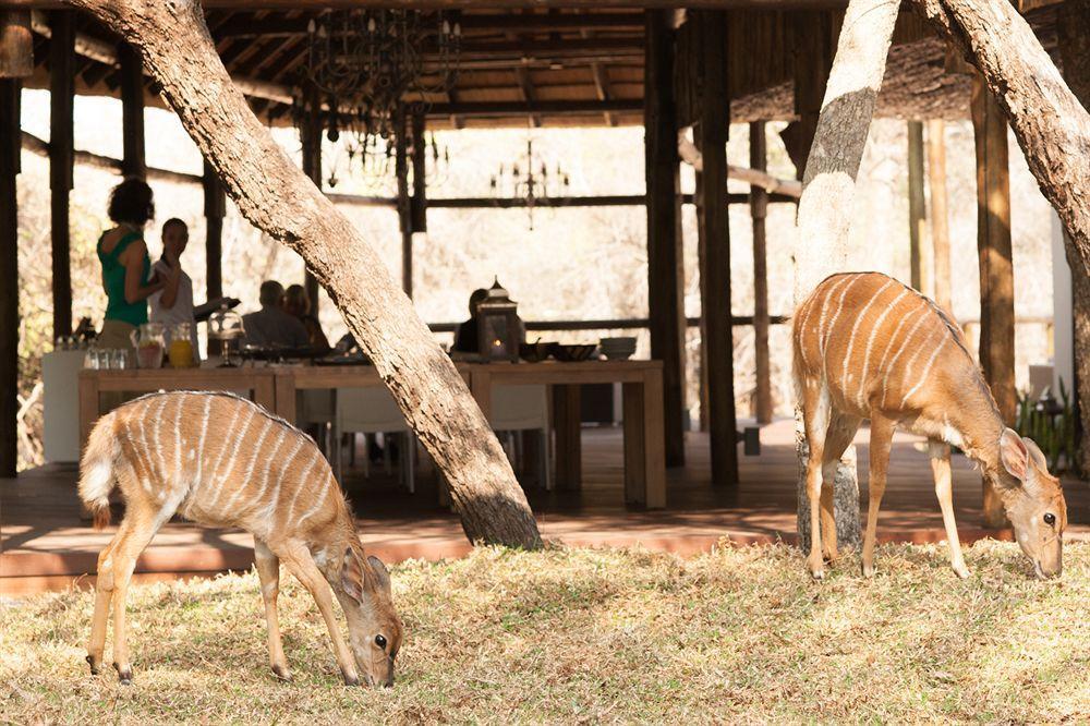 Moditlo River Lodge Hoedspruit Exterior foto