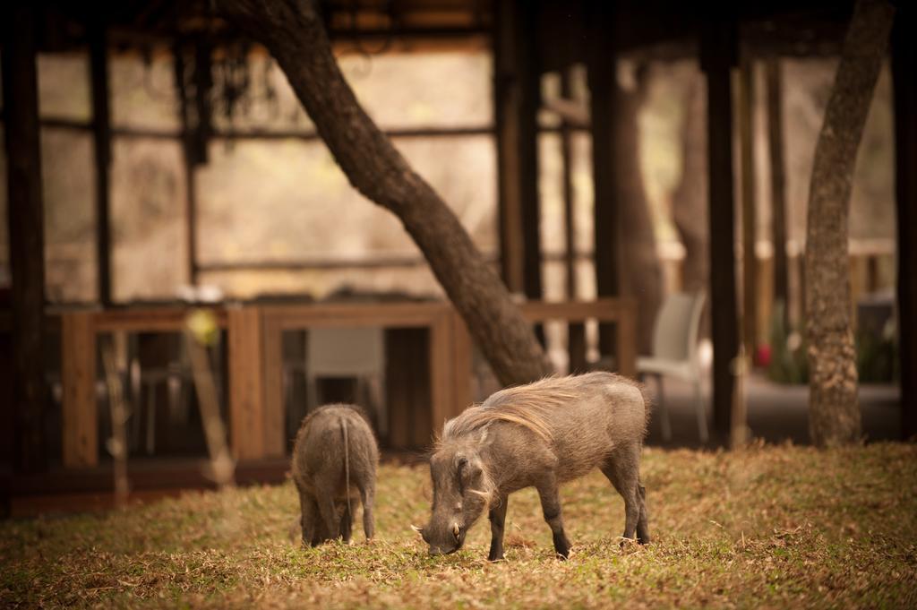 Moditlo River Lodge Hoedspruit Exterior foto